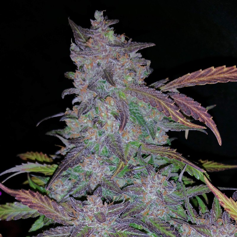 Auto Fastberry feminised Ganja Seeds