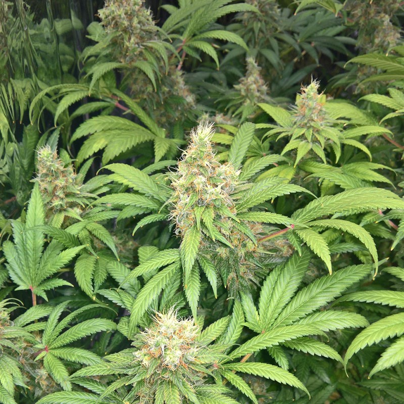 Skunk #1 feminised Ganja Seeds