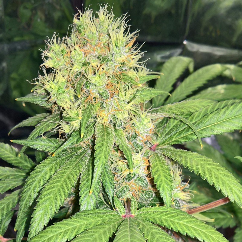 Skunk #1 feminised Ganja Seeds