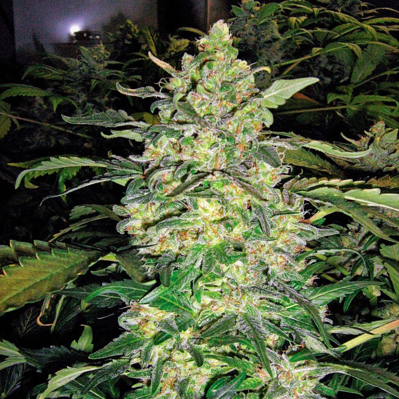 Great White Shark feminised GanjaLiveSeeds