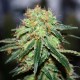 Great White Shark feminised GanjaLiveSeeds