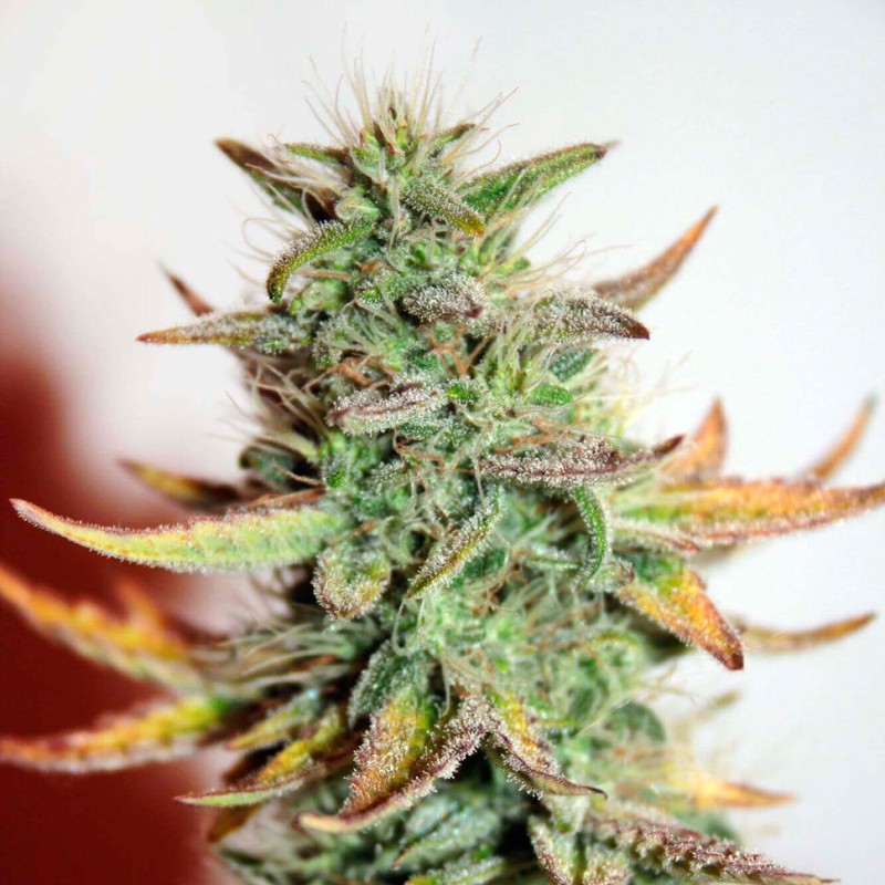 Great White Shark feminised GanjaLiveSeeds