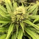 Auto Chocolope feminised Victory Seeds - 5 насінин
