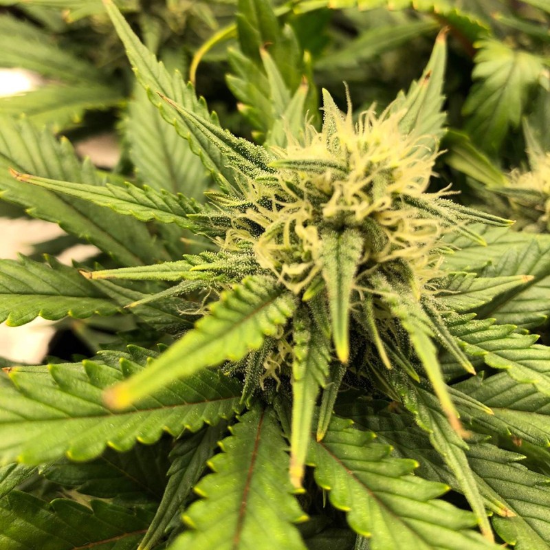 Auto Chocolope feminised Victory Seeds - 5 насінин