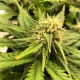 Auto Chocolope feminised Victory Seeds - 5 насінин