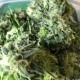 Auto Chocolope feminised Victory Seeds - 5 насінин