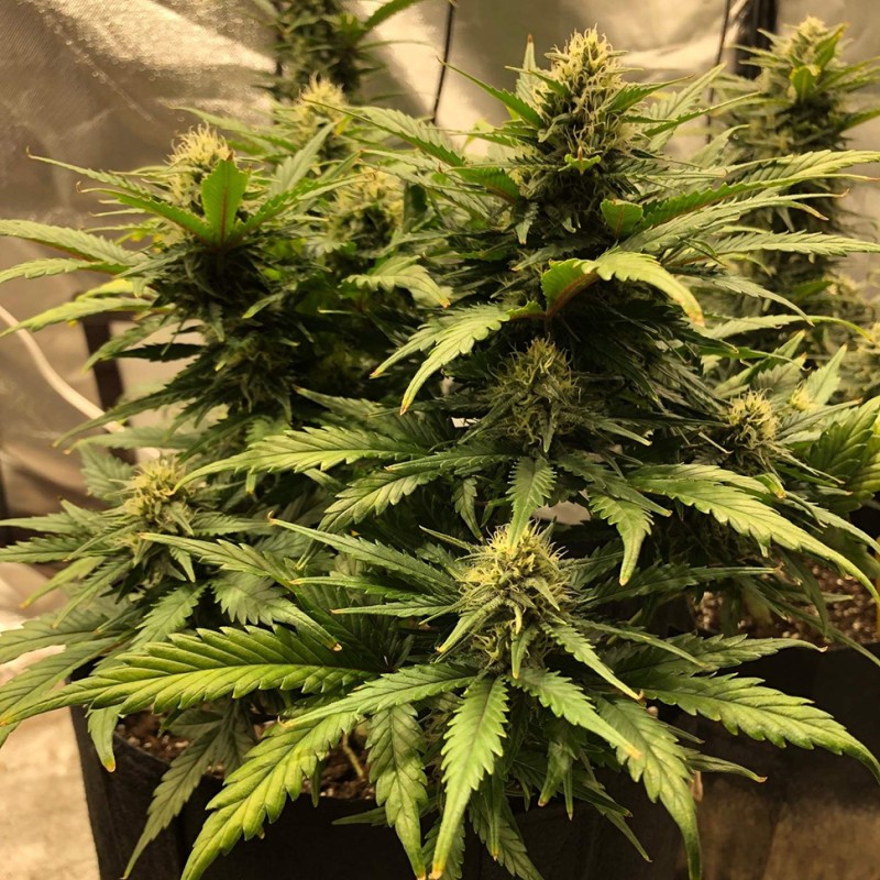 Auto Chocolope feminised Victory Seeds - 5 насінин