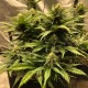 Auto Chocolope feminised Victory Seeds - 5 насінин