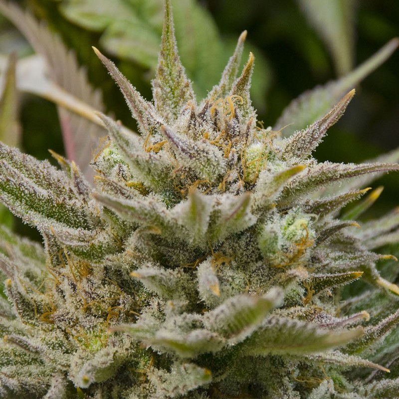 Grapefruit Alpha Dog feminised GanjaLiveSeeds
