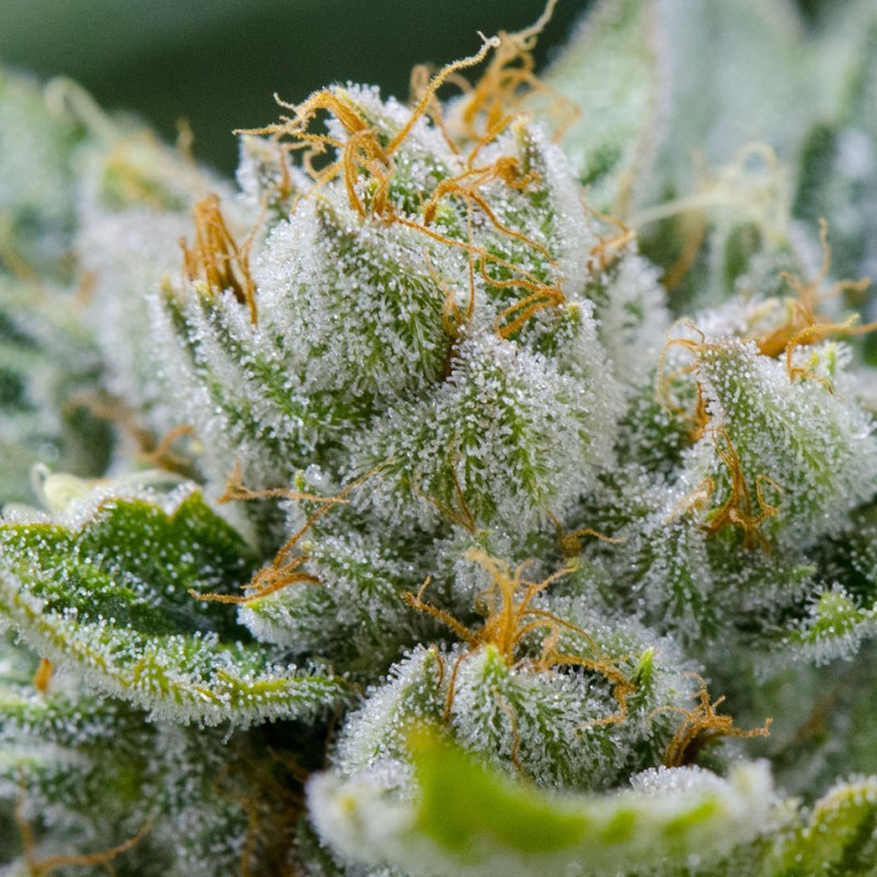 Grapefruit Alpha Dog feminised GanjaLiveSeeds