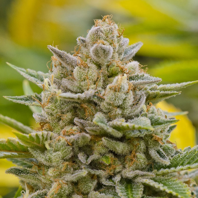 Grapefruit Alpha Dog feminised GanjaLiveSeeds