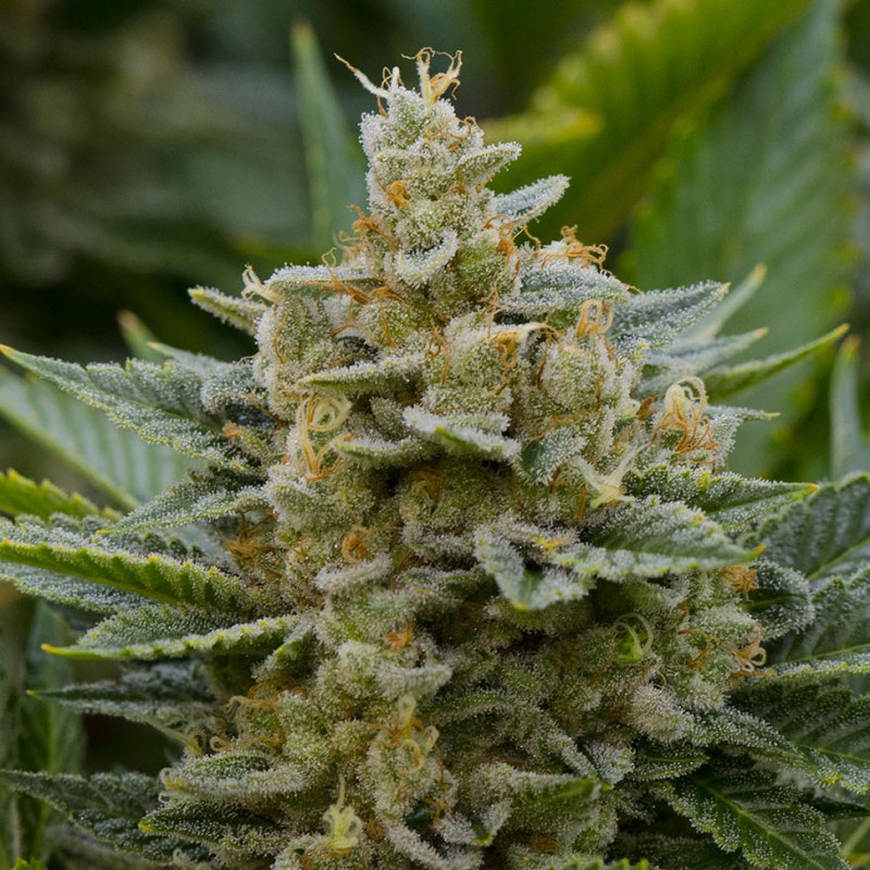 Grapefruit Alpha Dog feminised GanjaLiveSeeds