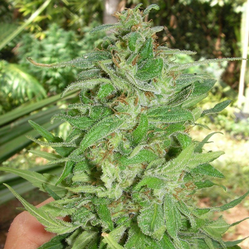 Grapefruit Alpha Dog feminised GanjaLiveSeeds