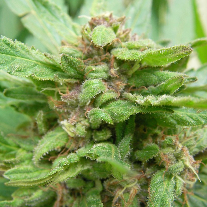 Grapefruit Alpha Dog feminised GanjaLiveSeeds