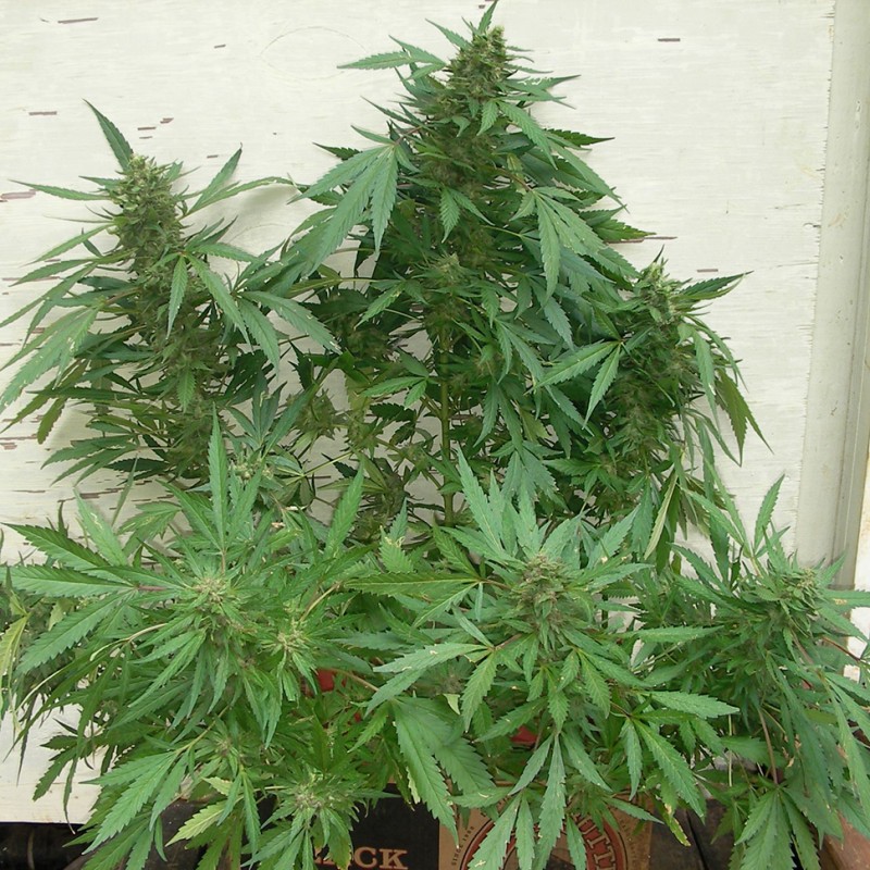 Grapefruit Alpha Dog feminised GanjaLiveSeeds