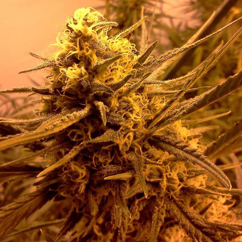 Grapefruit Alpha Dog feminised GanjaLiveSeeds