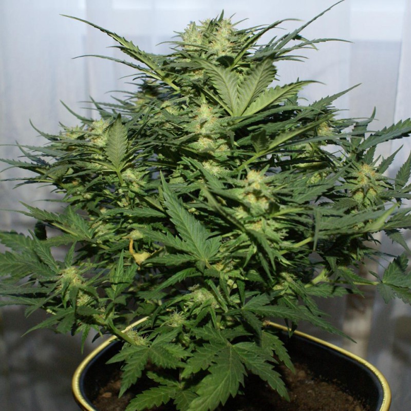 Grapefruit Alpha Dog feminised GanjaLiveSeeds