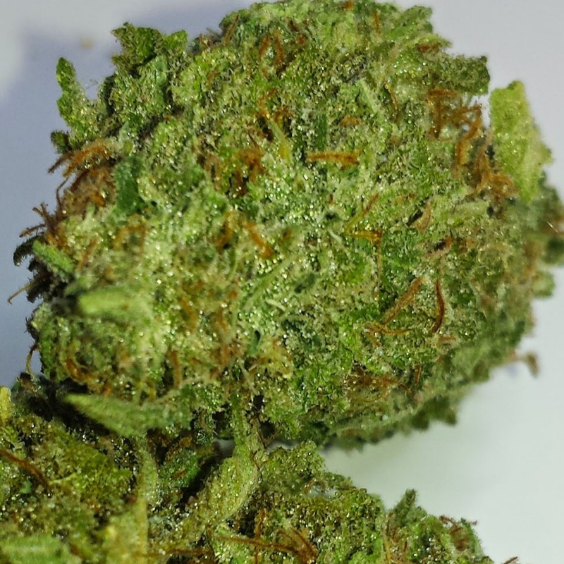 Grapefruit Alpha Dog feminised GanjaLiveSeeds