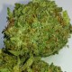 Grapefruit Alpha Dog feminised GanjaLiveSeeds