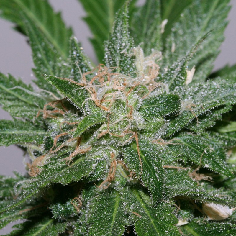 Grapefruit Alpha Dog feminised GanjaLiveSeeds