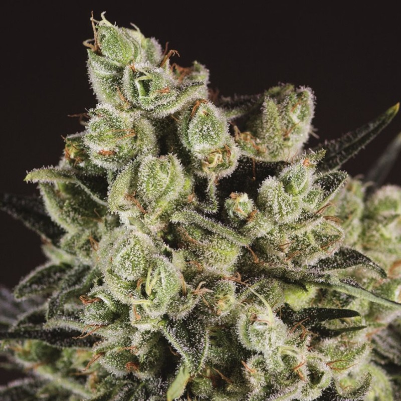 Grapefruit Alpha Dog feminised GanjaLiveSeeds