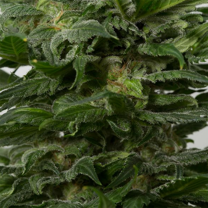 Grapefruit Alpha Dog feminised GanjaLiveSeeds