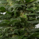 Grapefruit Alpha Dog feminised GanjaLiveSeeds