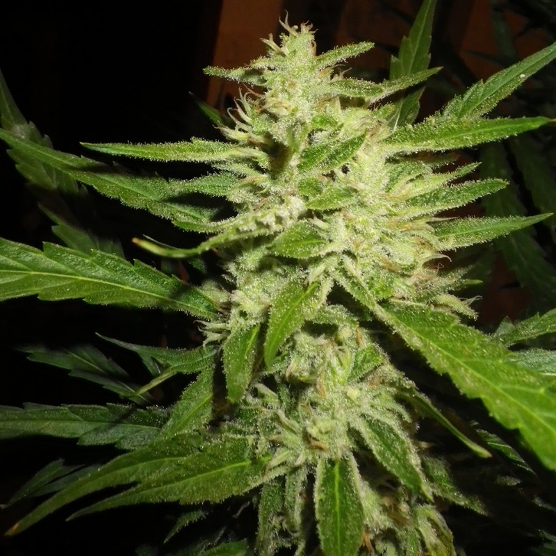 Super Lemon Haze feminised Ganja Seeds - 2 насінини