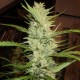 Super Lemon Haze feminised Ganja Seeds - 2 насінини