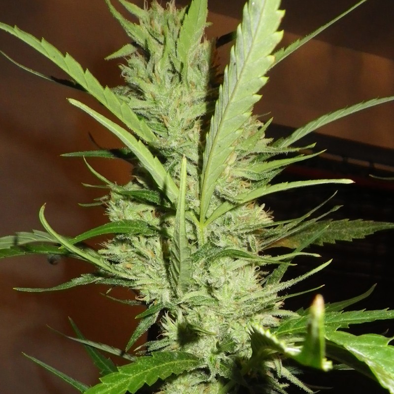 Super Lemon Haze feminised Ganja Seeds - 2 насінини