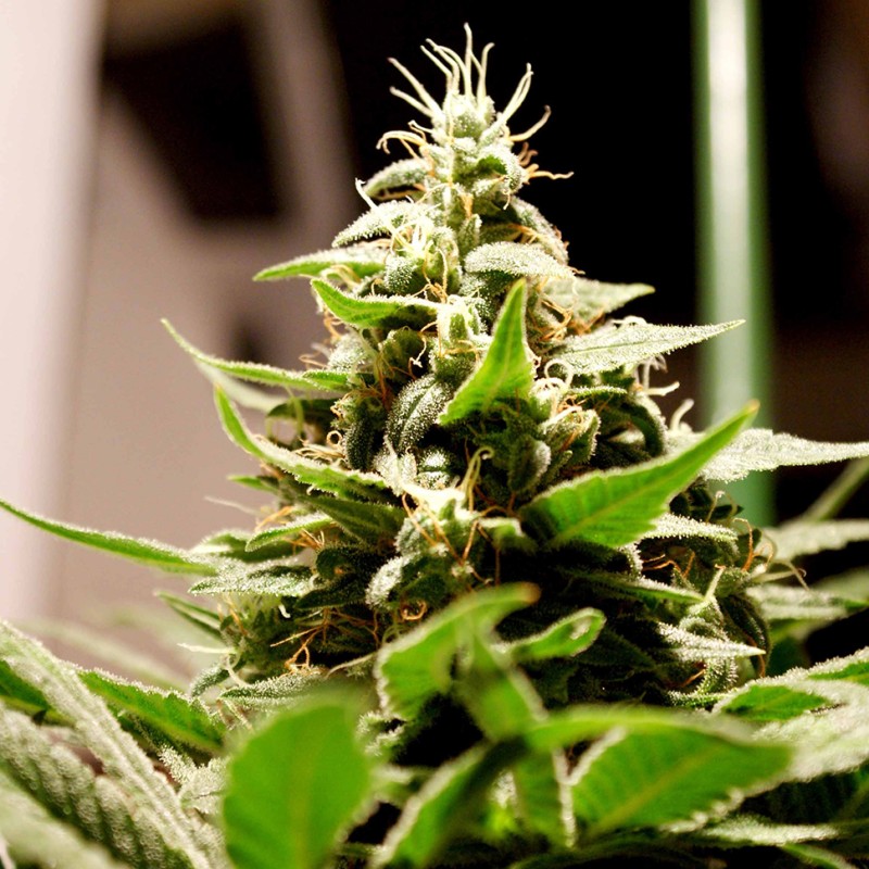 Lennon feminised Ganja Seeds - 477 насінин