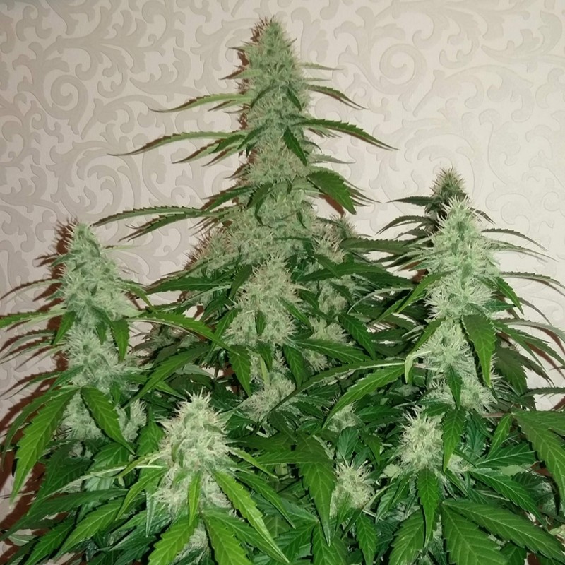 Auto Nefertiti feminised Ganja Seeds - 2 насінини