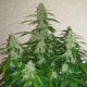 Auto Nefertiti feminised Ganja Seeds - 2 насінини