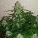 Auto Nefertiti feminised Ganja Seeds - 2 насінини
