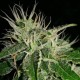 Auto Nefertiti feminised Ganja Seeds - 2 насінини