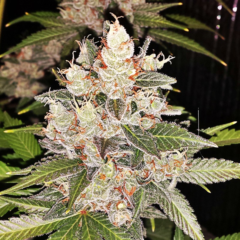 Sour Diesel feminised Ganja Seeds - 477 насінин