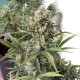 Auto Chronic XXL feminised Victory Seeds