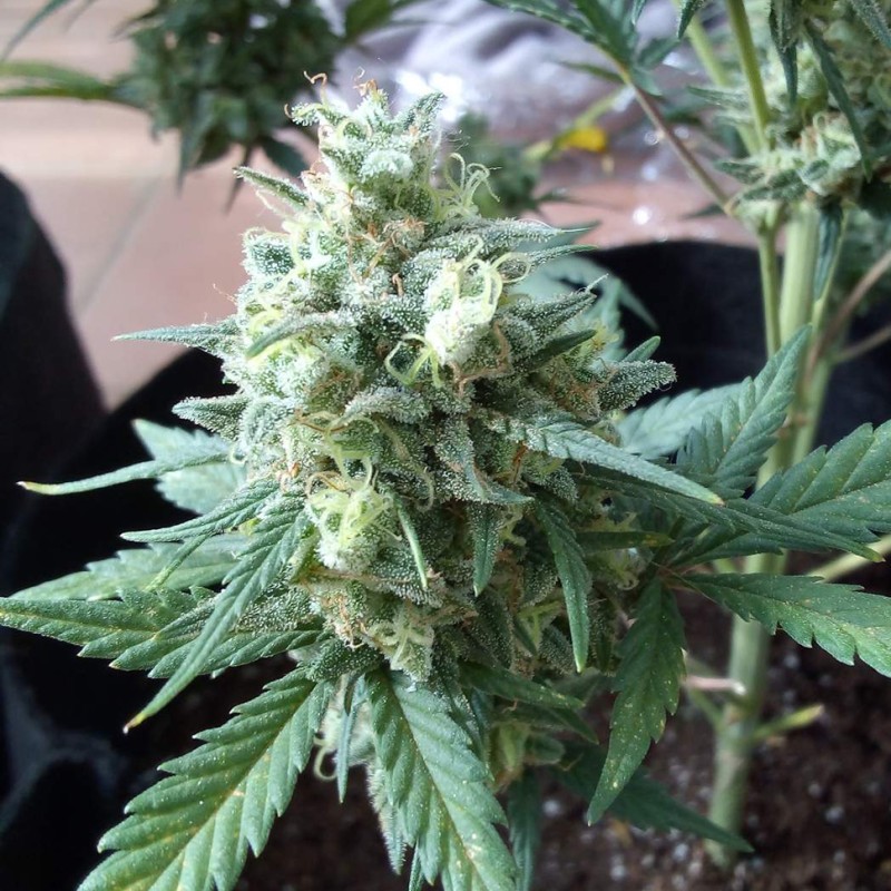 Auto Chronic XXL feminised Victory Seeds