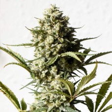 Auto Chronic XXL feminised Victory Seeds