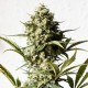 Auto Chronic XXL feminised Victory Seeds