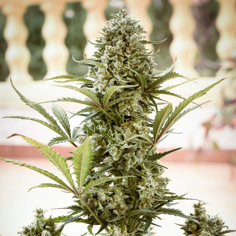 Auto Chronic XXL feminised Victory Seeds