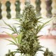 Auto Chronic XXL feminised Victory Seeds
