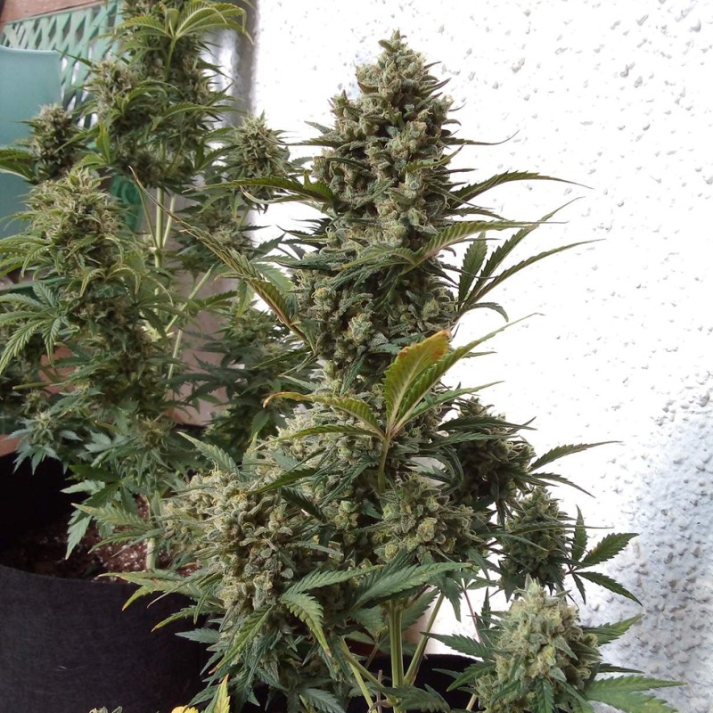 Auto Chronic XXL feminised Victory Seeds