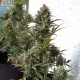 Auto Chronic XXL feminised Victory Seeds