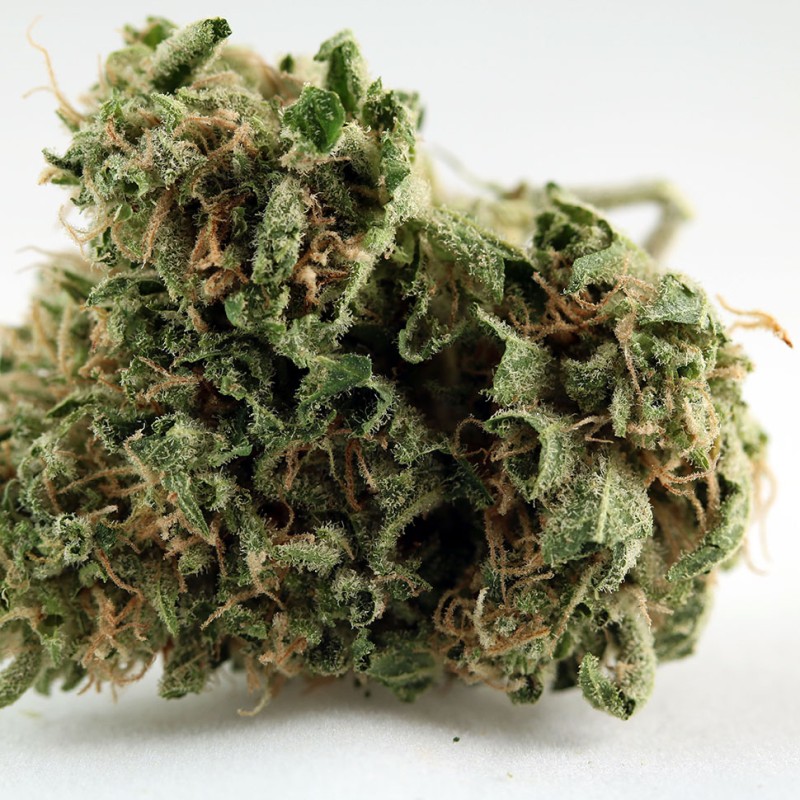Grapefruit Diesel feminised GanjaLiveSeeds