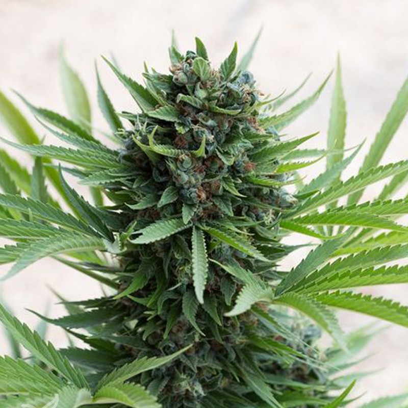 Grapefruit Diesel feminised GanjaLiveSeeds