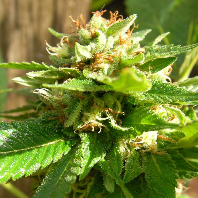 Grapefruit Diesel feminised GanjaLiveSeeds