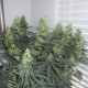 Grapefruit Diesel feminised GanjaLiveSeeds