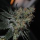 Grapefruit Diesel feminised GanjaLiveSeeds