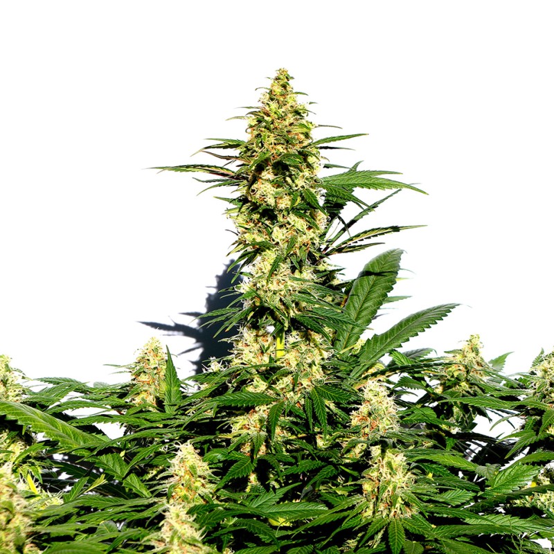 Grapefruit Diesel feminised GanjaLiveSeeds